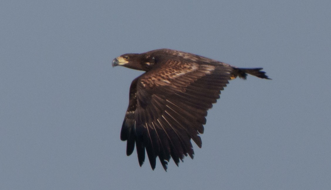 White-tailed Eagle - ML651941963