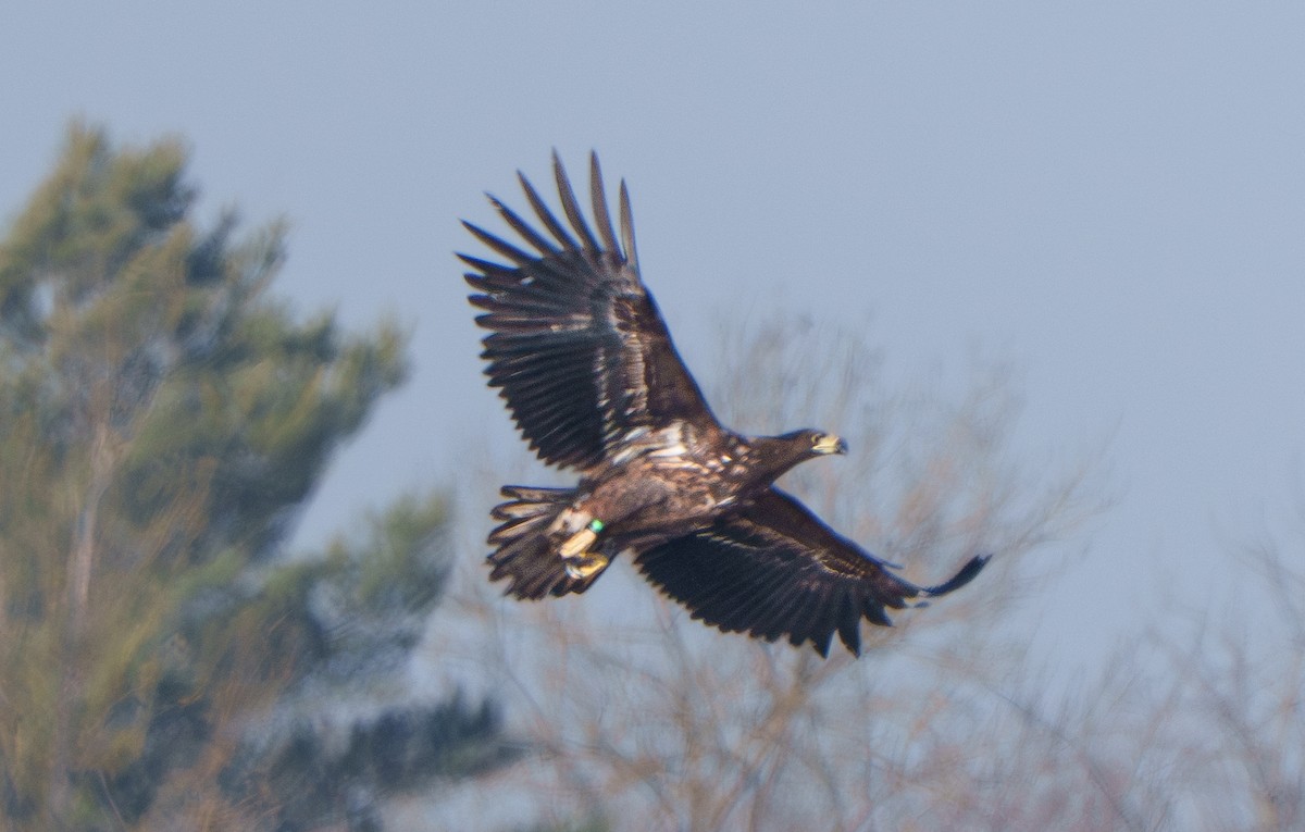 White-tailed Eagle - ML651941967