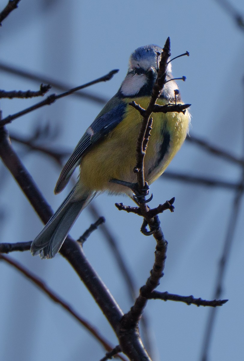 Eurasian Blue Tit - ML651941986