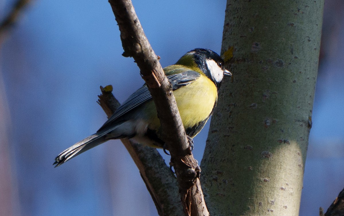 Great Tit - ML651942002