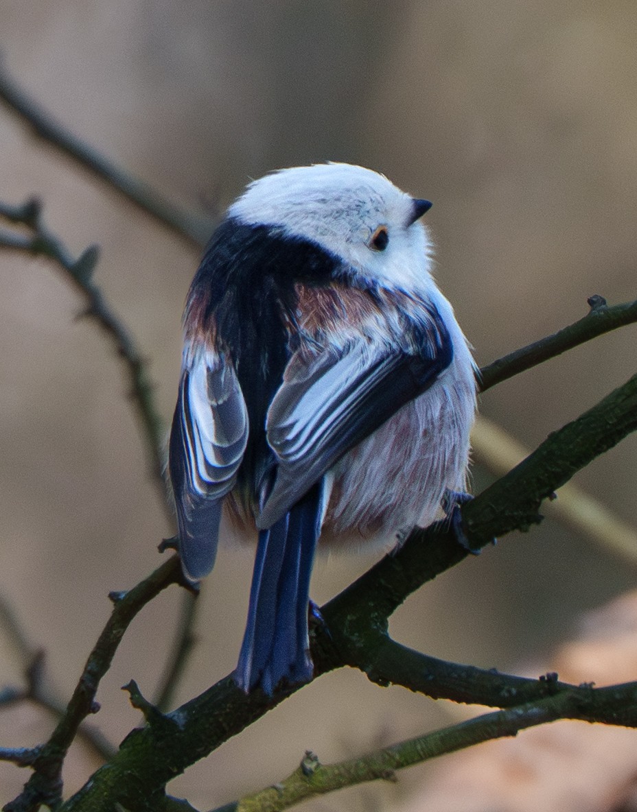 Long-tailed Tit - ML651942014