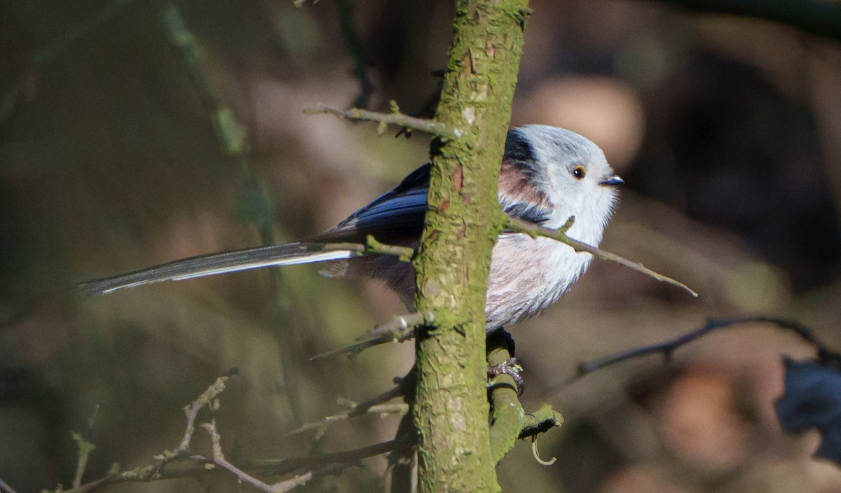 Long-tailed Tit - ML651942016