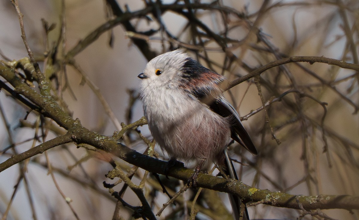 Long-tailed Tit - ML651942025