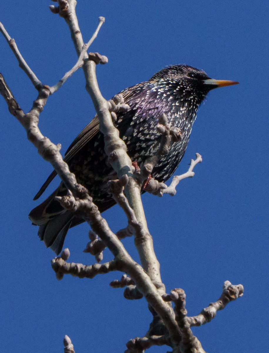 European Starling - ML651942031