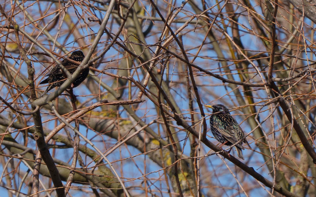 European Starling - ML651942032