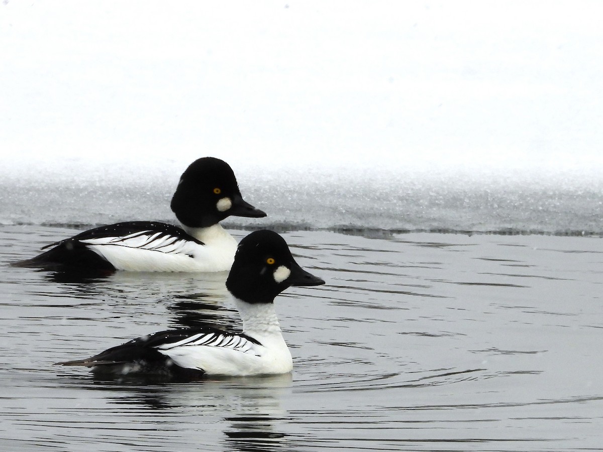Common Goldeneye - ML651942040