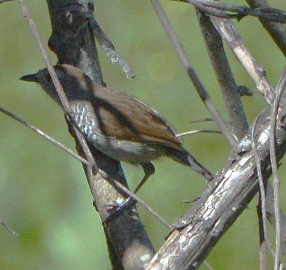 Rufous-capped Antshrike - ML651942134