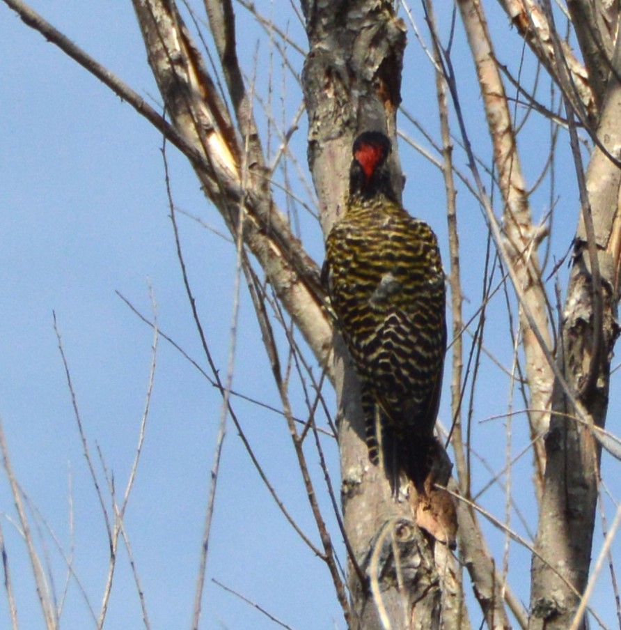 Green-barred Woodpecker - ML651942138