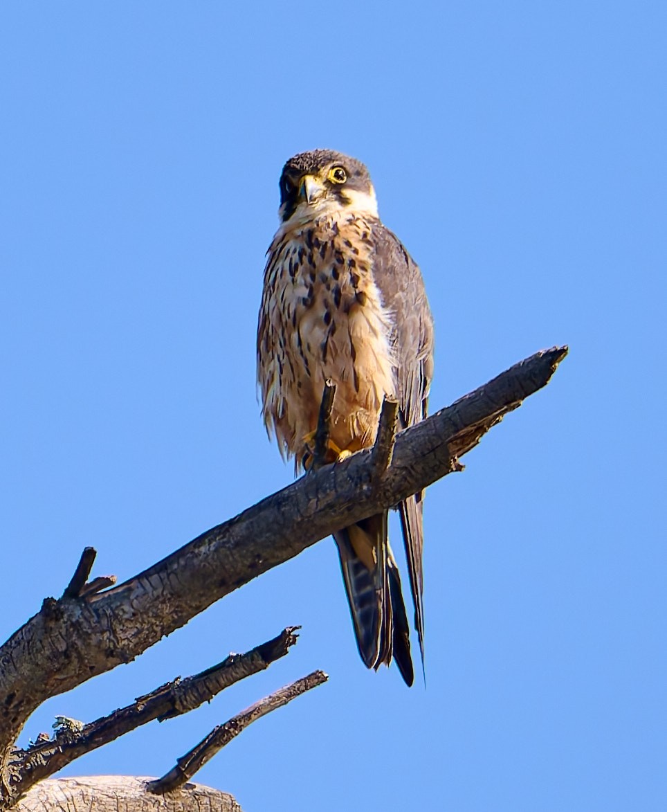 ostříž africký - ML651942172