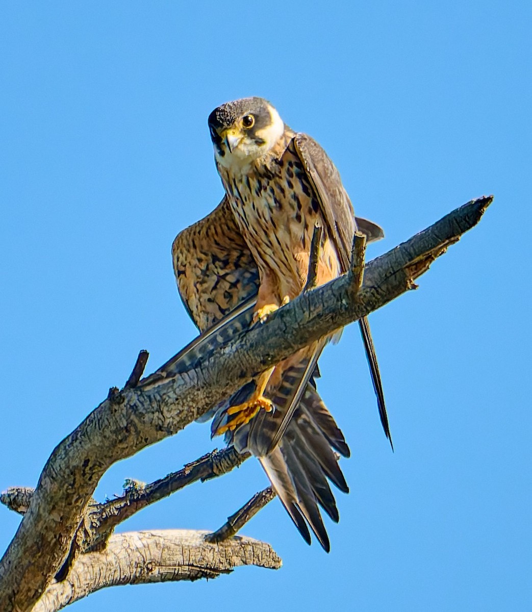 ostříž africký - ML651942173