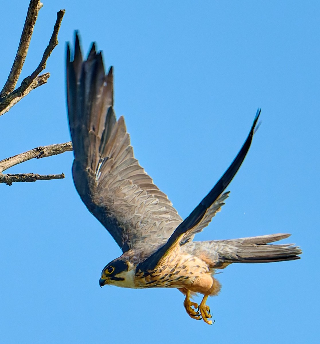 ostříž africký - ML651942179