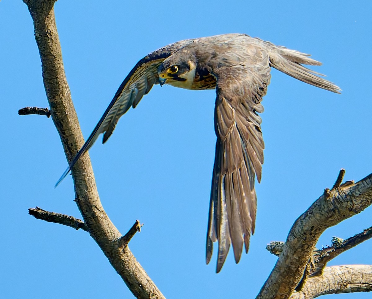 ostříž africký - ML651942180