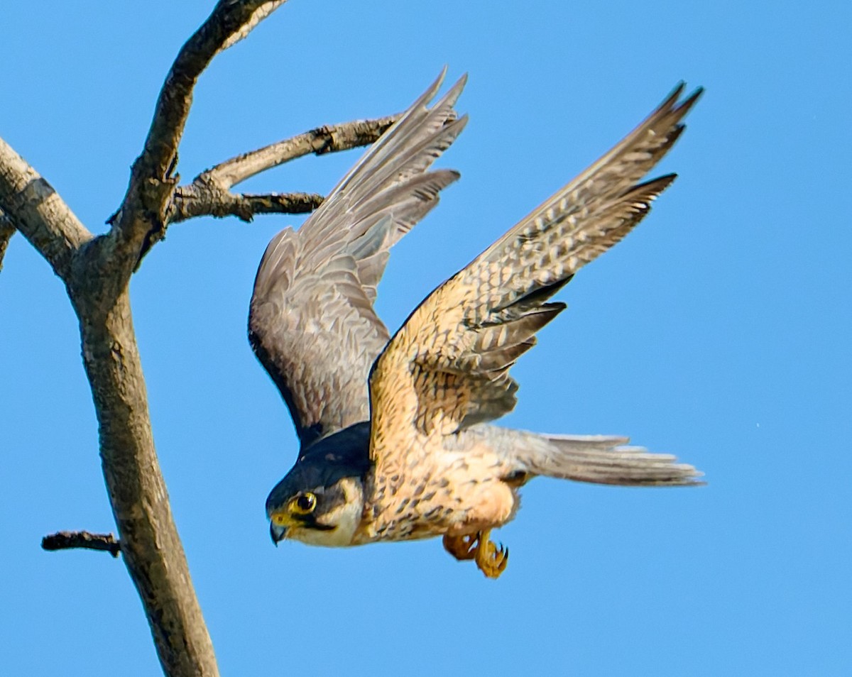 ostříž africký - ML651942181