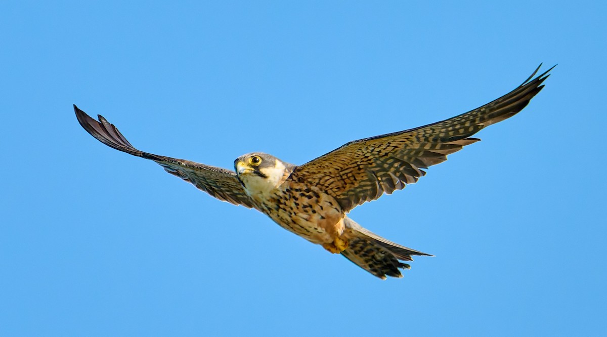 ostříž africký - ML651942195