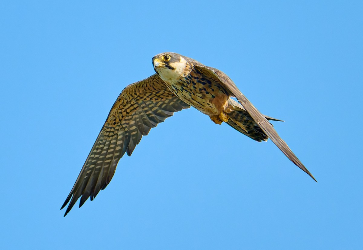 ostříž africký - ML651942196