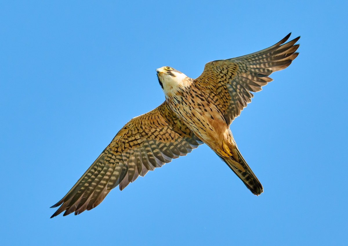 ostříž africký - ML651942197