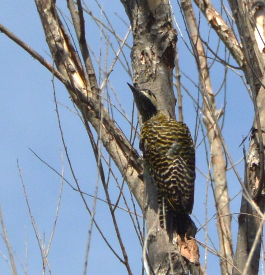 Green-barred Woodpecker - ML651942216