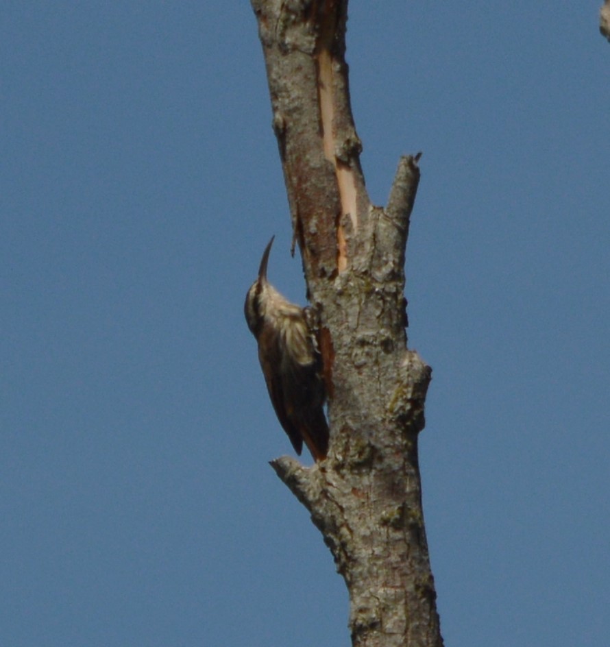Narrow-billed Woodcreeper - ML651942335