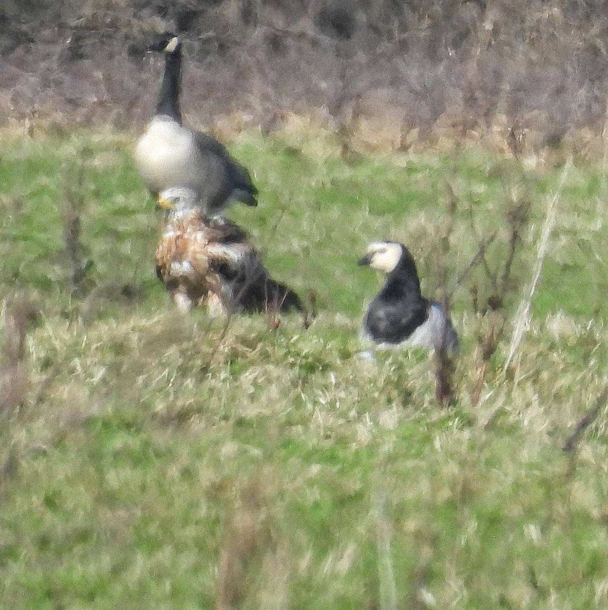 Bernache nonnette - ML651942339