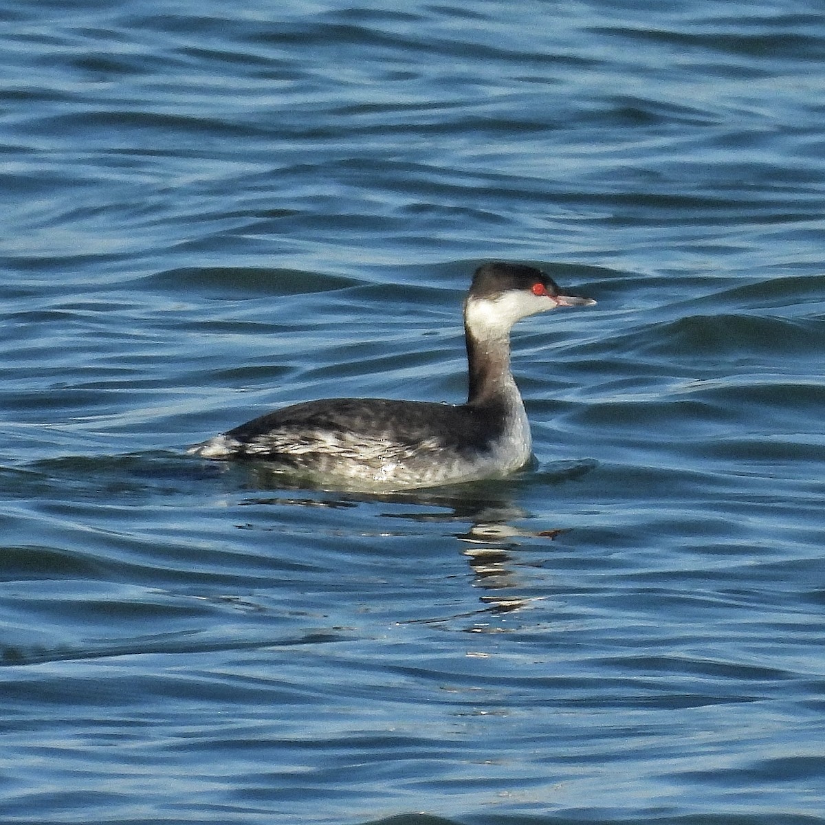 Grèbe esclavon - ML651942369