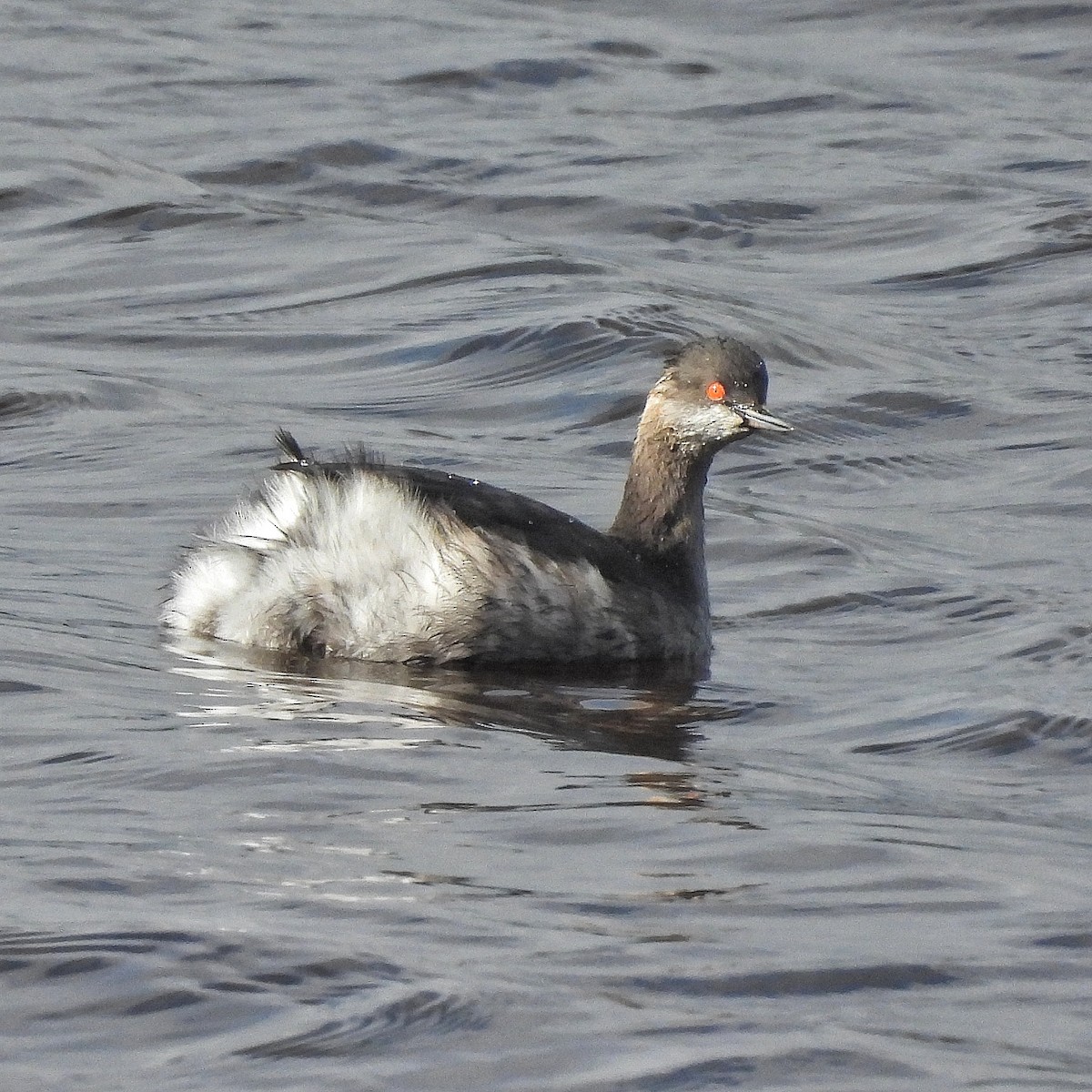 Grèbe à cou noir - ML651942385
