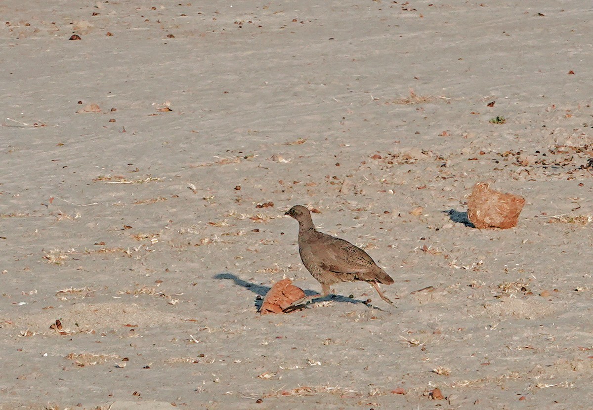 サザナミシャコ - ML651942434