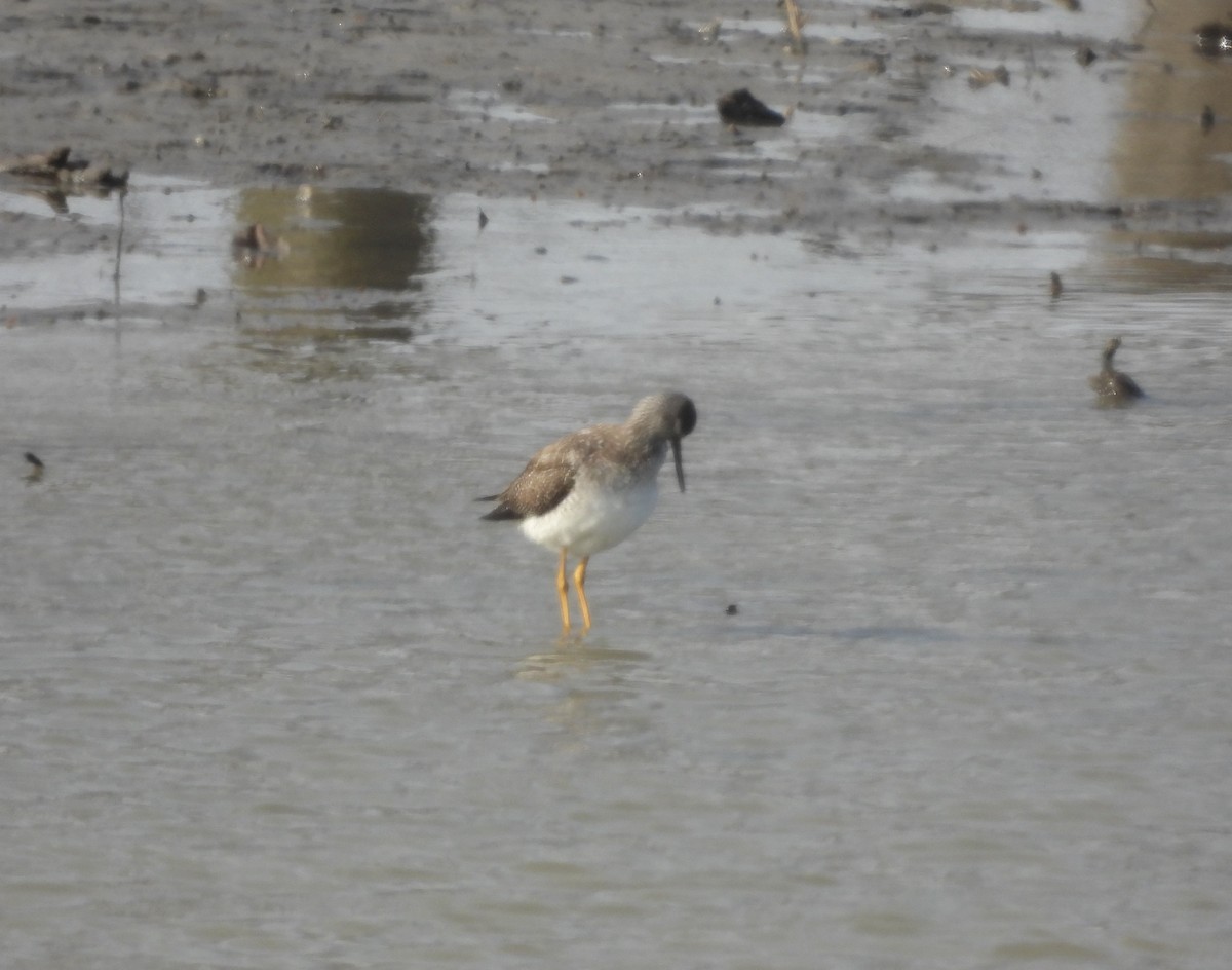Greater Yellowlegs - ML651942461