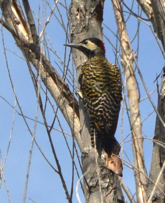 Green-barred Woodpecker - ML651942463