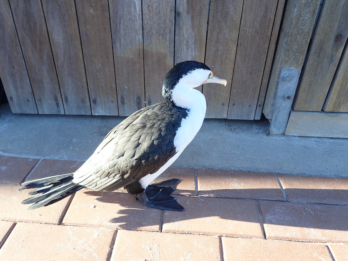 Alaca Karabatak - ML651942716