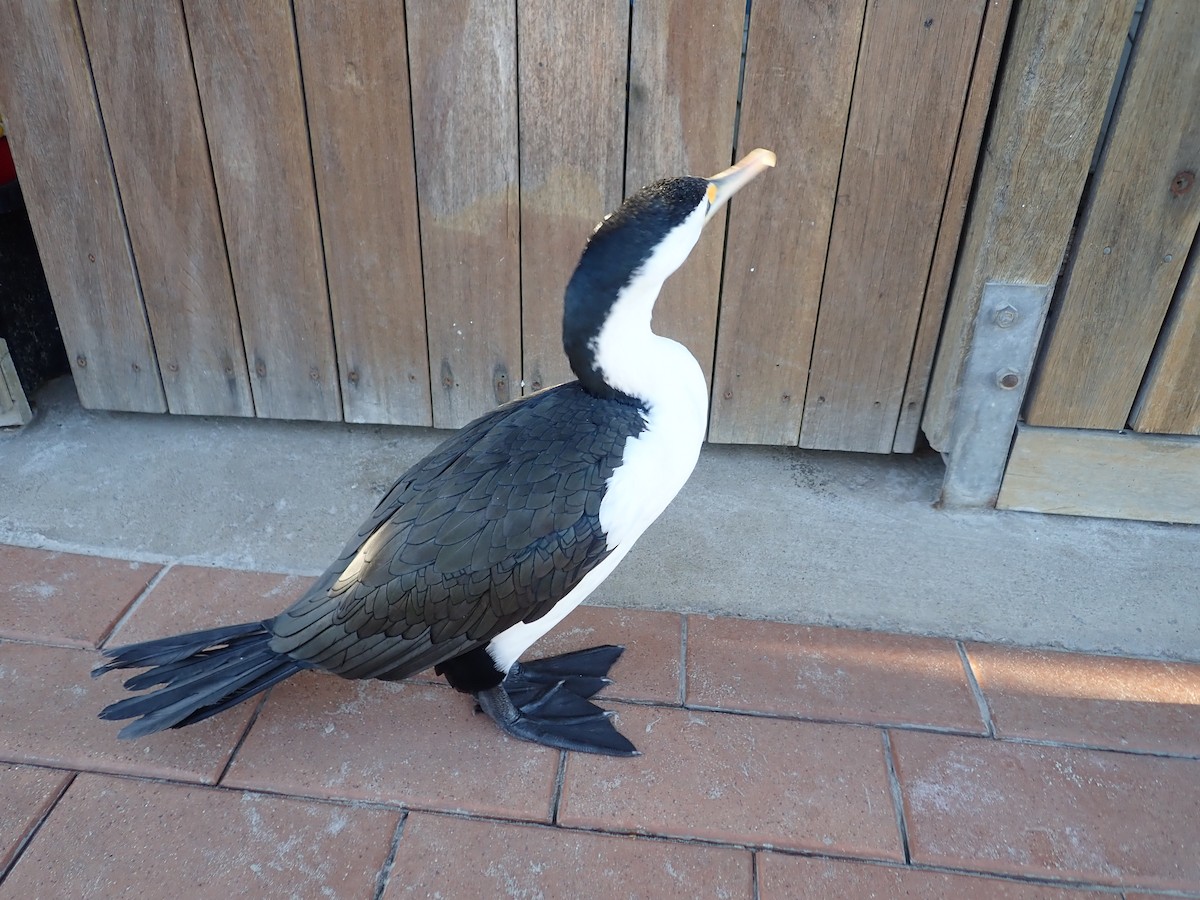 Alaca Karabatak - ML651942717