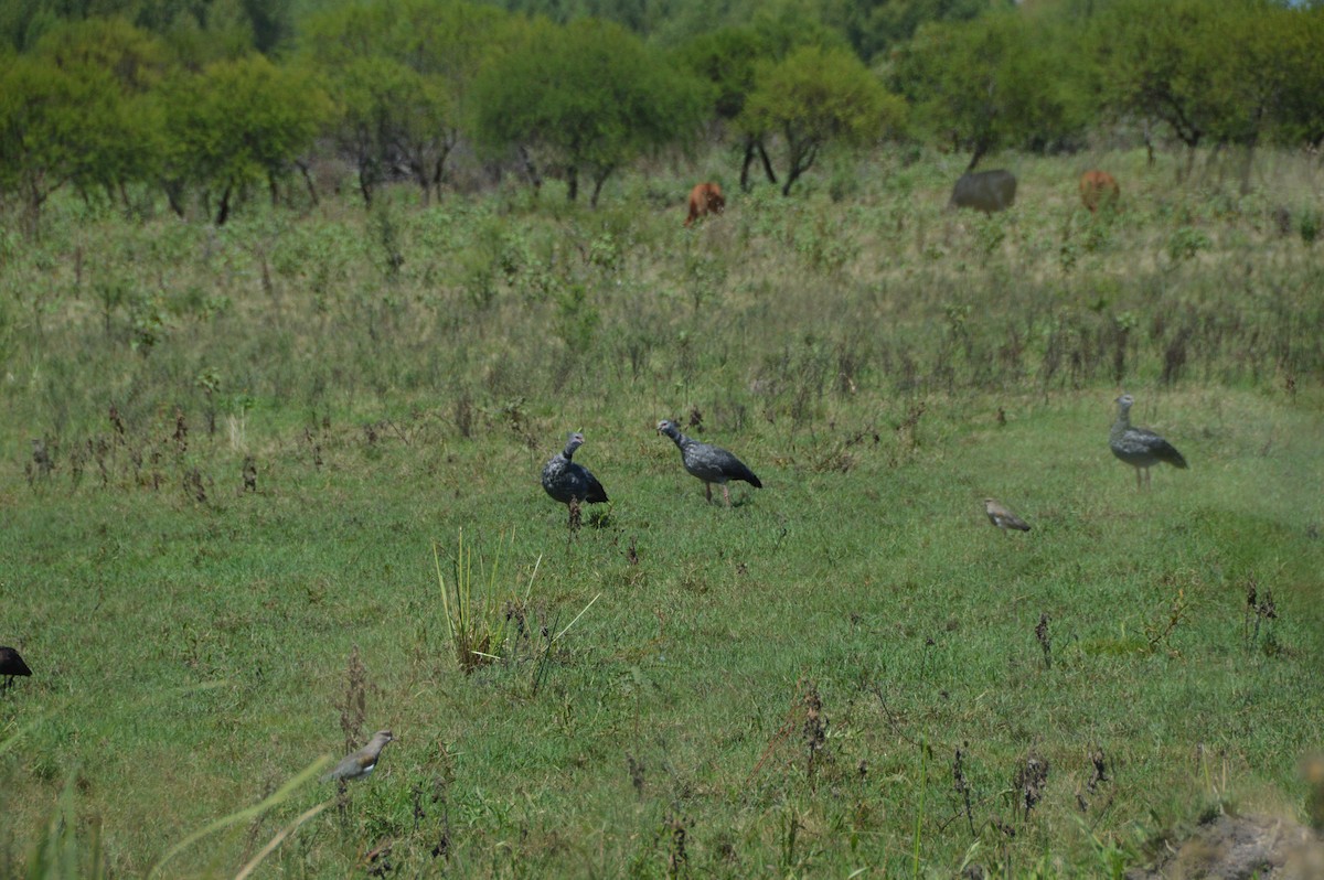Southern Screamer - ML651942810