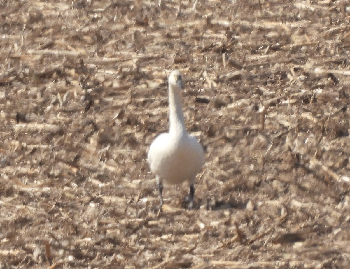 Гунгар хун - ML651943401