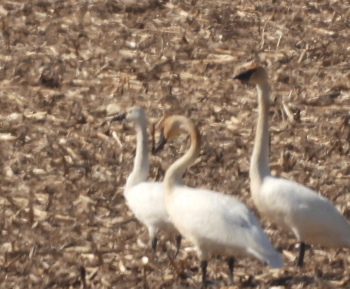 Гунгар хун - ML651943428