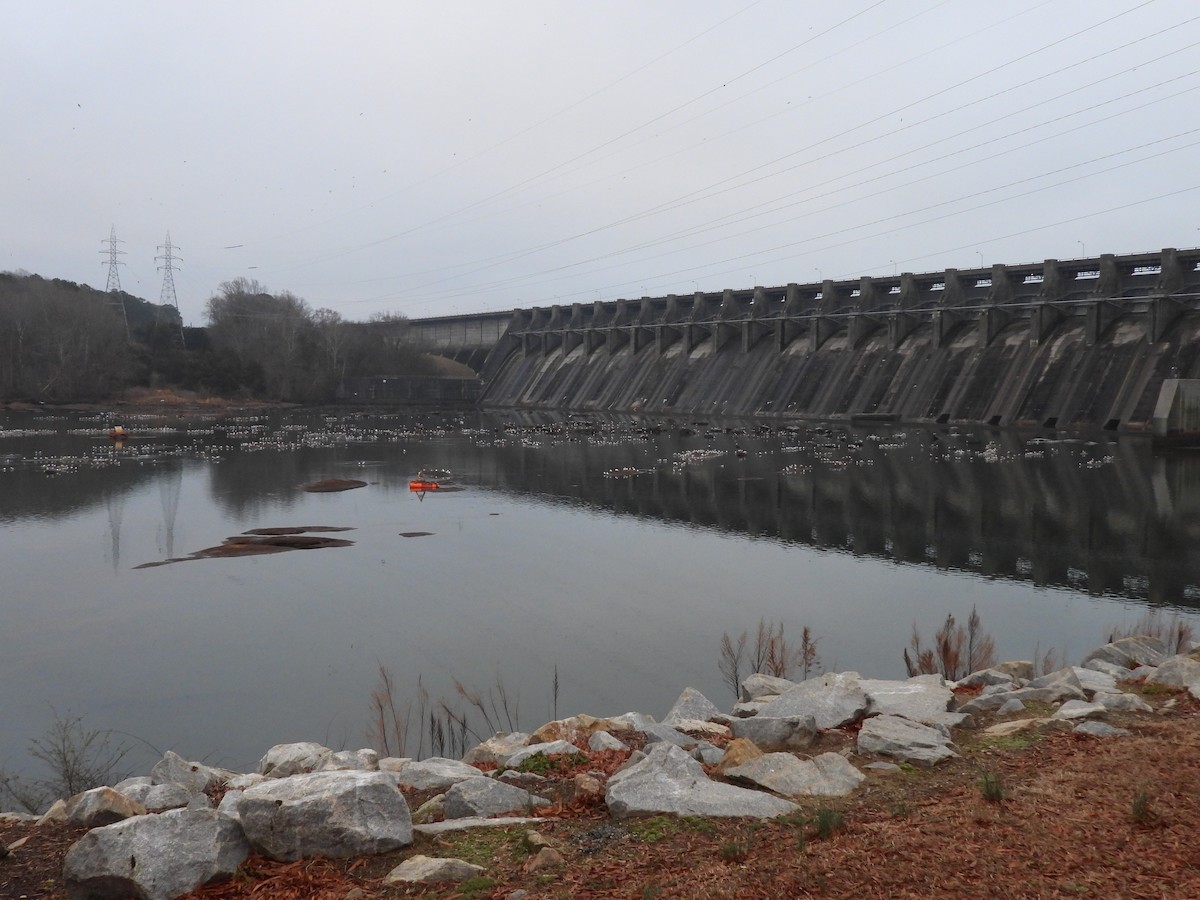 Делавэрская чайка - ML651944378