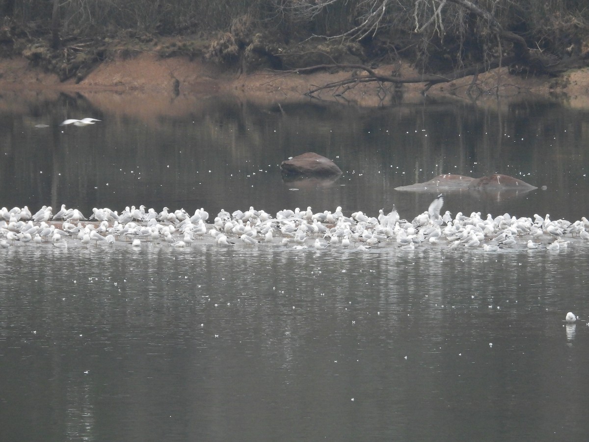 Делавэрская чайка - ML651944416