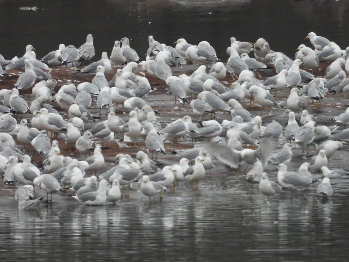 Делавэрская чайка - ML651944440