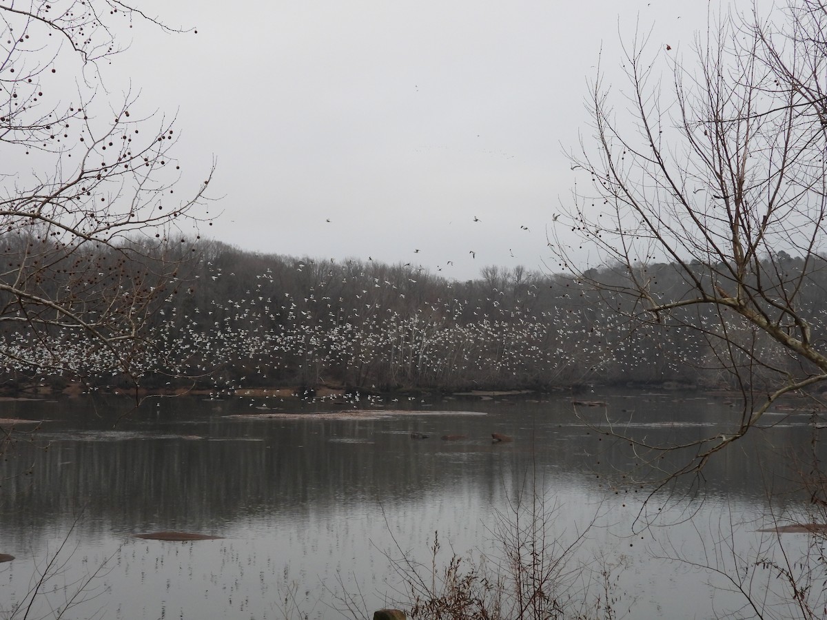 Делавэрская чайка - ML651944465