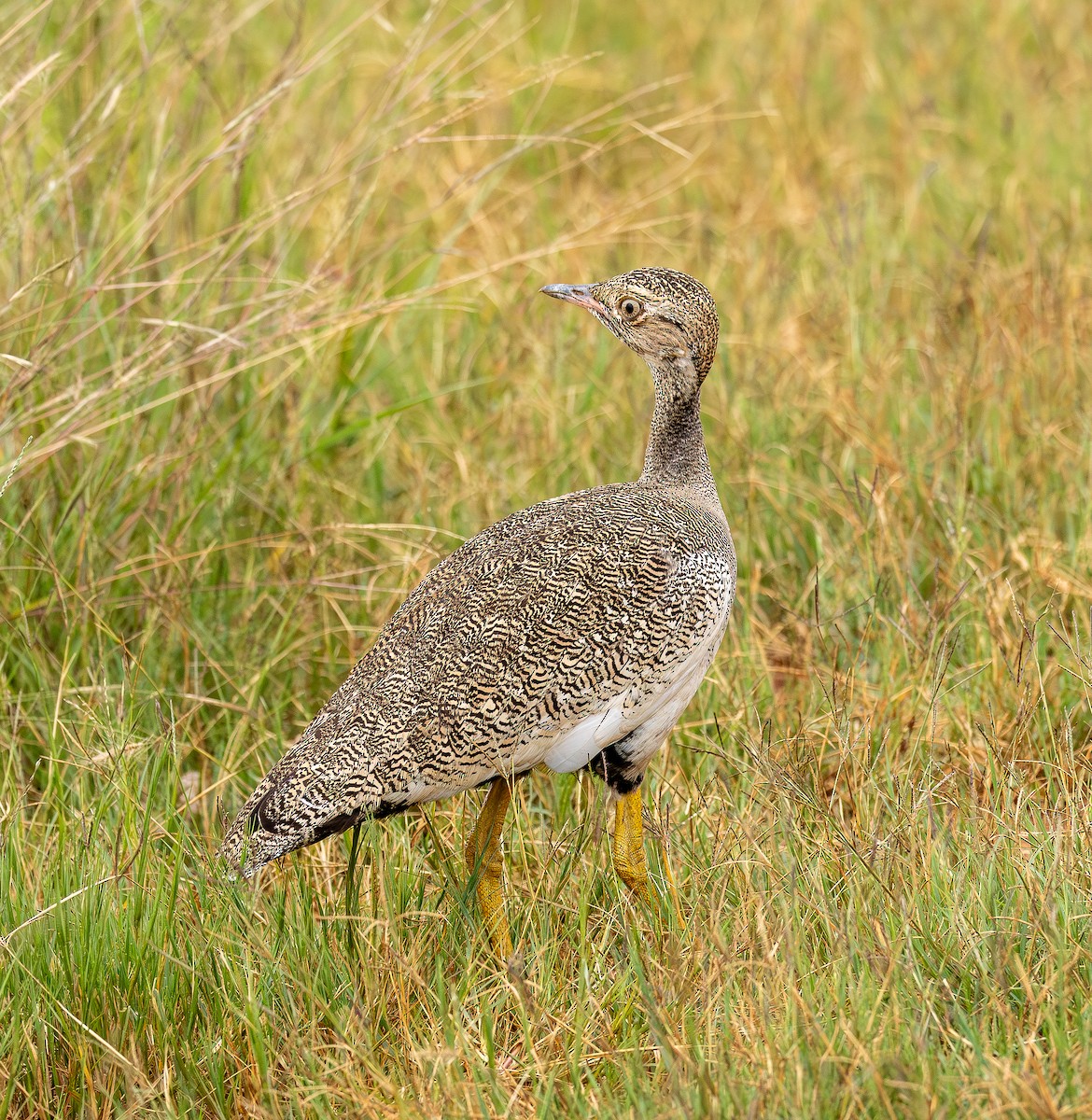 Белокрылый корхан - ML651944520