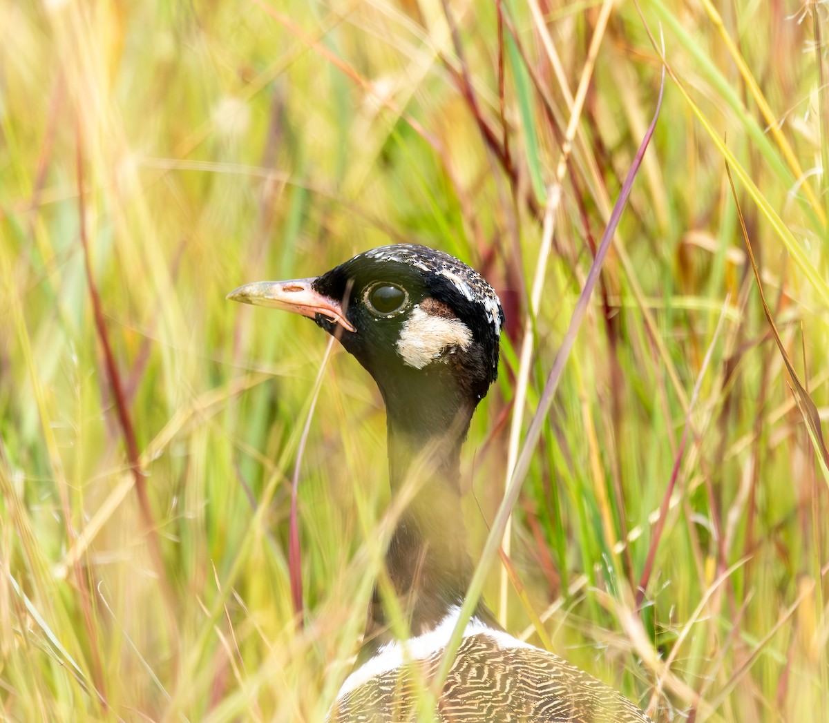 Белокрылый корхан - ML651944521