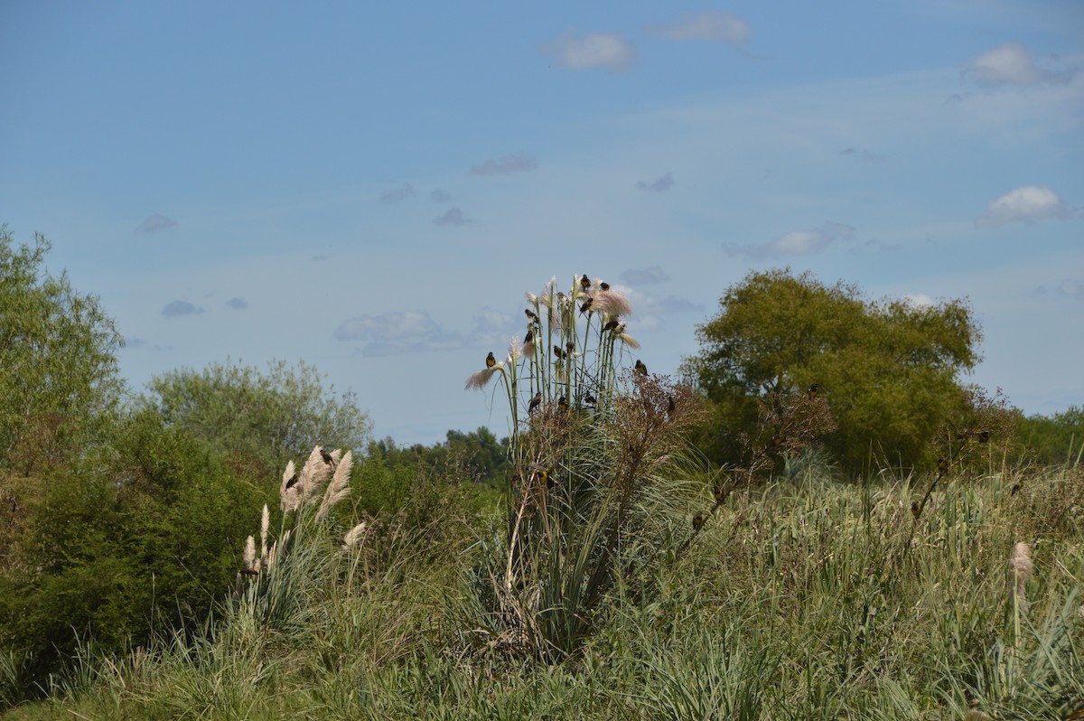 Brown-and-yellow Marshbird - ML651945229
