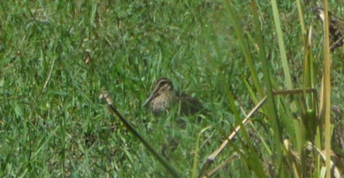 Pantanal Snipe - ML651945340