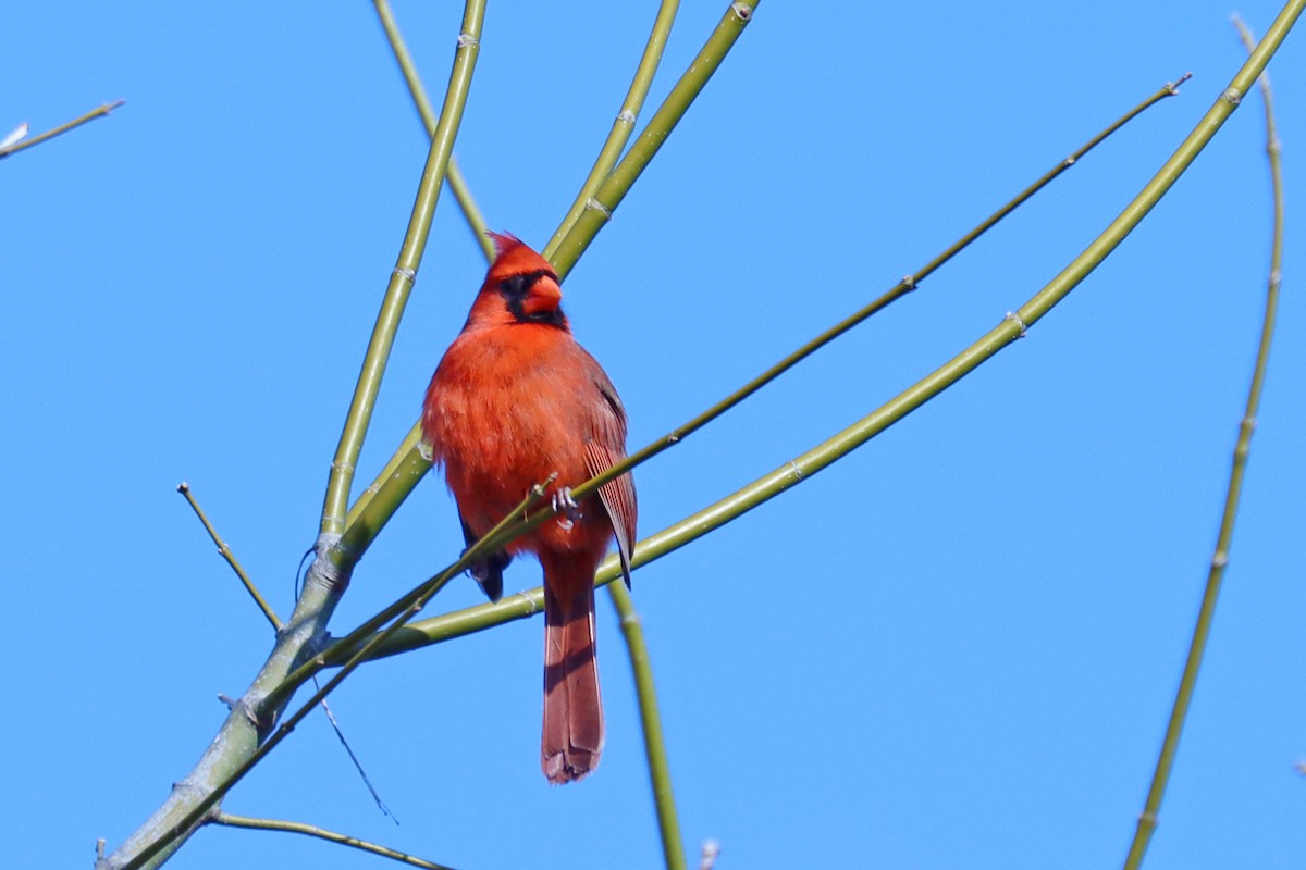 Northern Cardinal - ML651946031