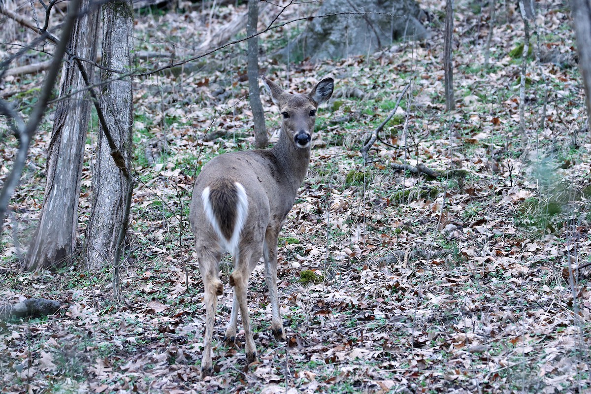 Animals - ML651946038