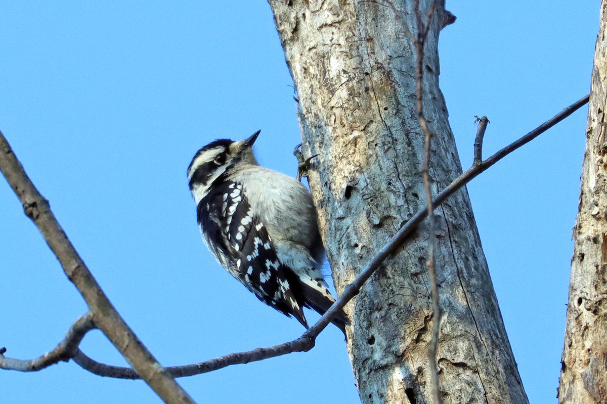 Downy Woodpecker - ML651946048