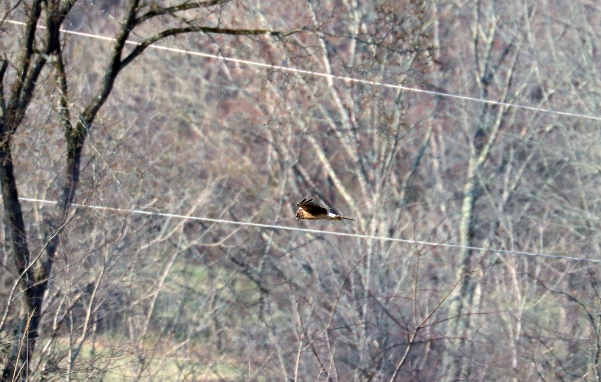 Northern Harrier - ML651946053