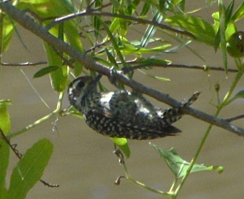 Checkered Woodpecker - ML651946078