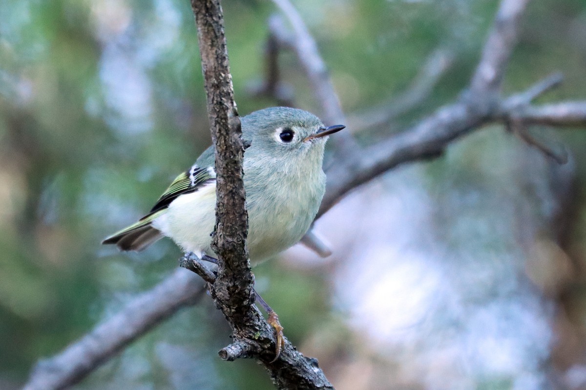 Ruby-crowned Kinglet - ML651946085