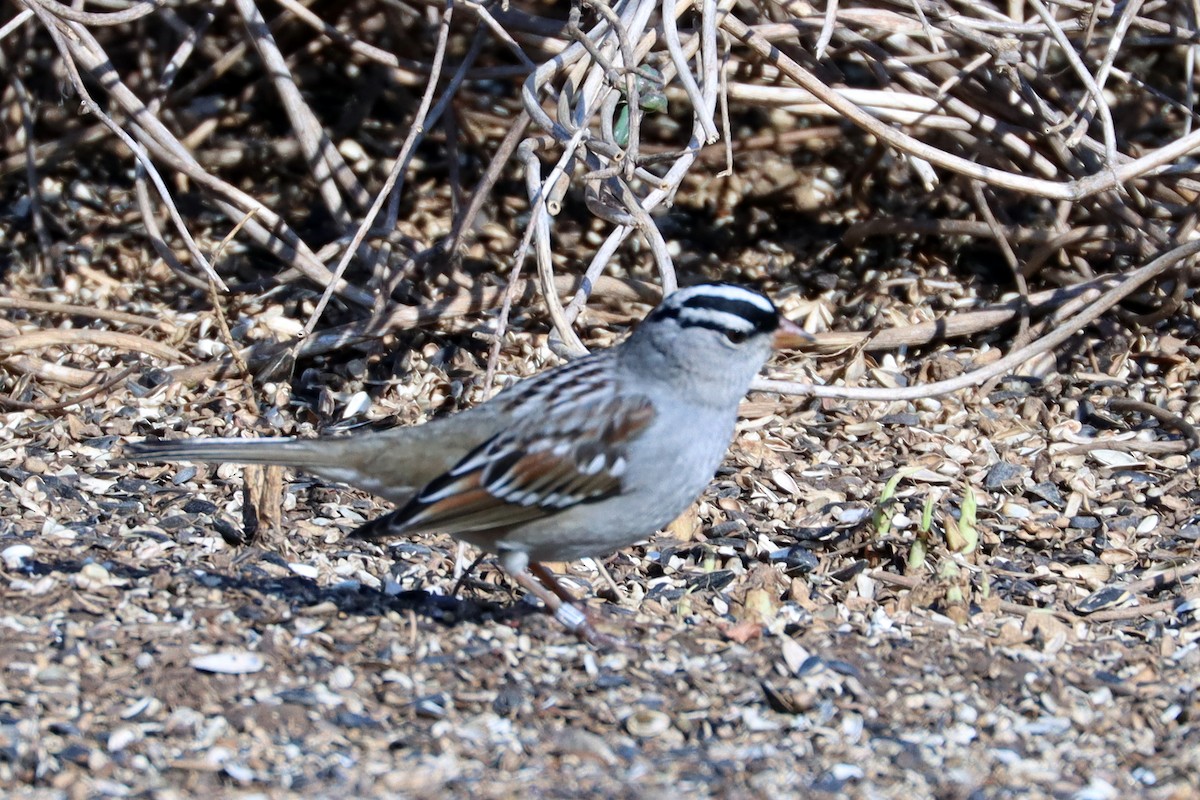 White-crowned Sparrow - ML651946117