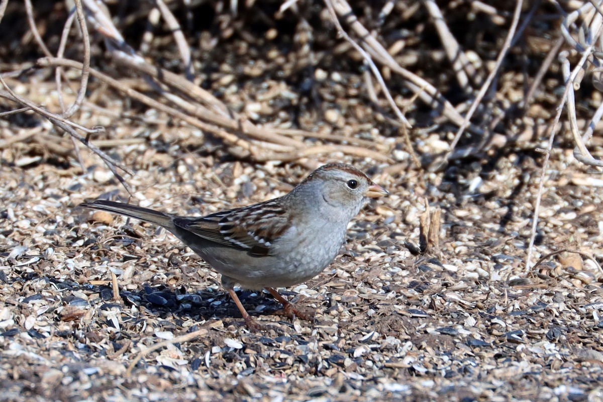 White-crowned Sparrow - ML651946118