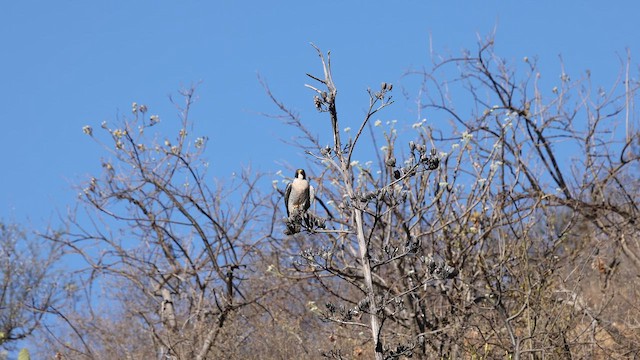 Эгэл шонхор - ML651946241